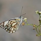 welcher Schmetterling ist das?