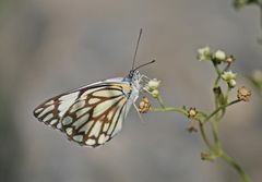 welcher Schmetterling ist das?