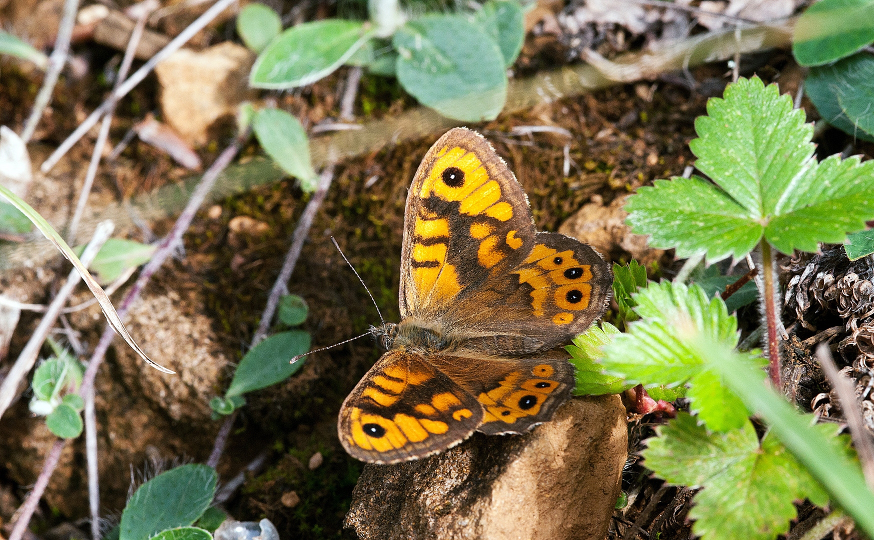 Welcher Schmetterling ist das, ?????