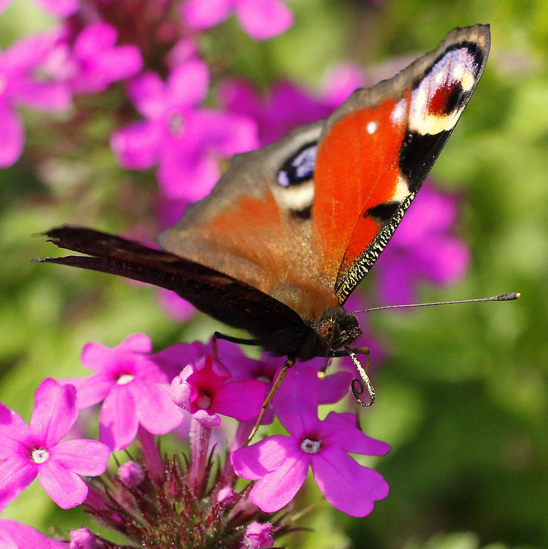 welcher Schmetterling ist das ?