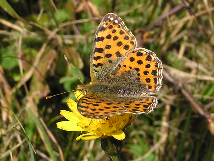 Welcher Schmetterling ist das?