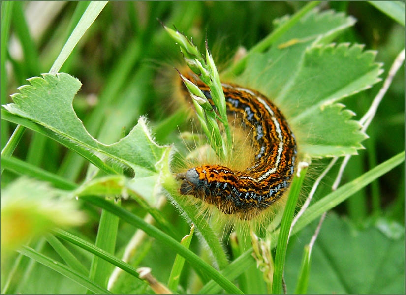 Welcher Schmetterling wird es werden?