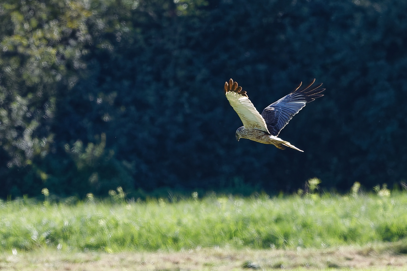 Welcher Vogel