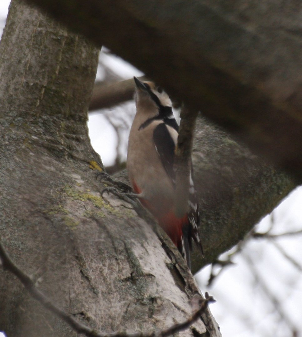 welcher Vogel