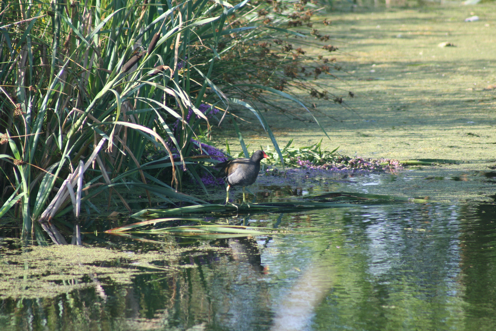 Welcher Vogel ist da?