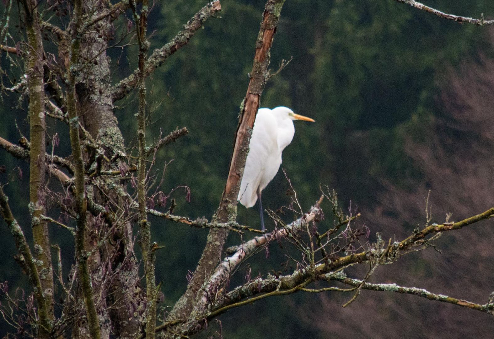 Welcher Vogel ist das ????