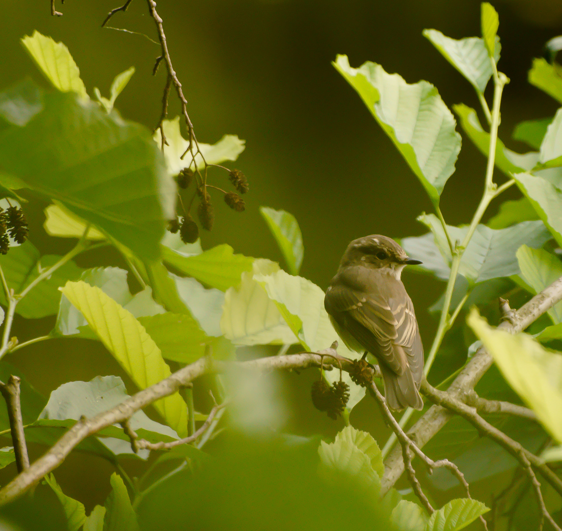 Welcher Vogel ist das ?