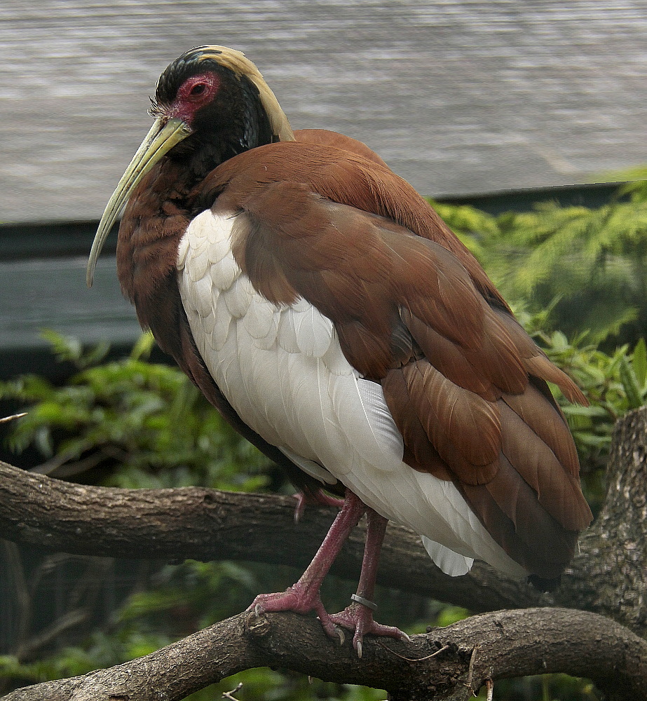 Welcher Vogel ? — Which Bird ? — Quel Oiseau ?