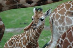 Welcher von diesen vielen Hintern ist der von Mama ??