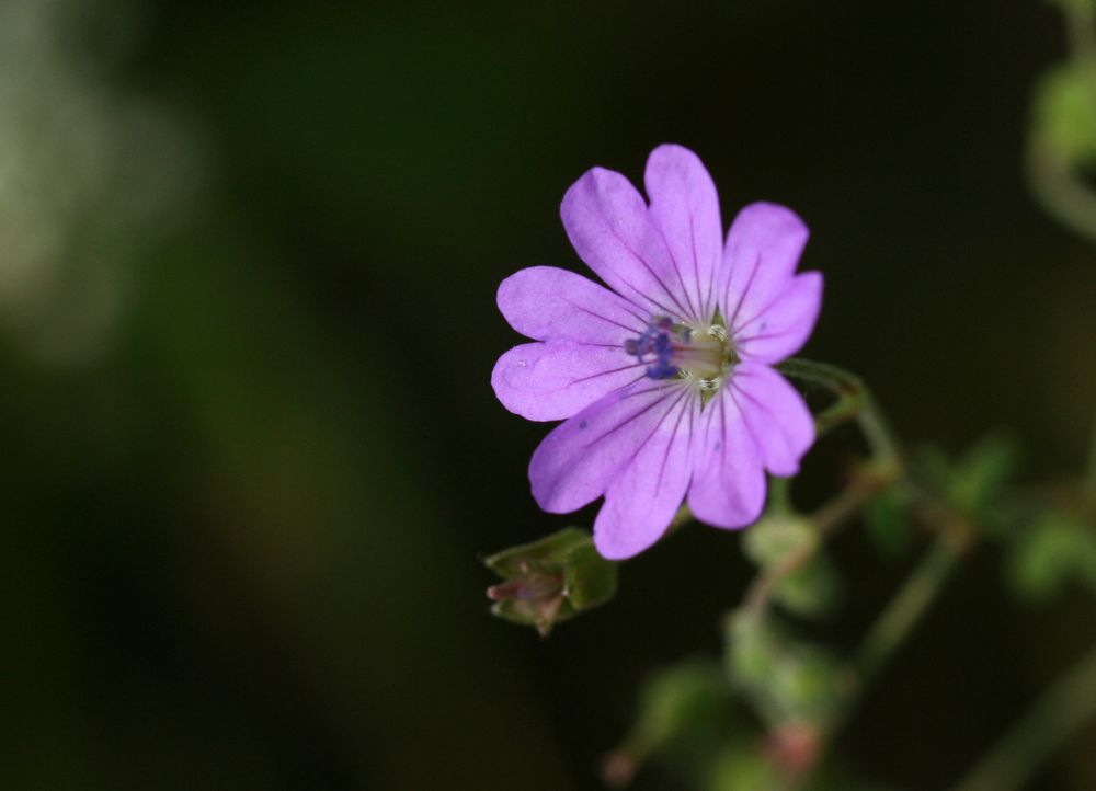 welches Blümchen habe ich hier erwischt?