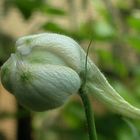 Welches Fabelwesen geistert durch meinen Garten …