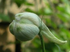 Welches Fabelwesen geistert durch meinen Garten …