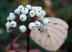 welches Früchtchen habe ich da entdeckt?