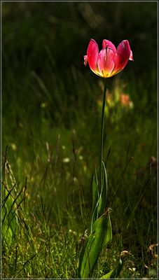 welches Licht ist die Ursache?