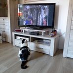 Welches Märchen lief da im TV? 