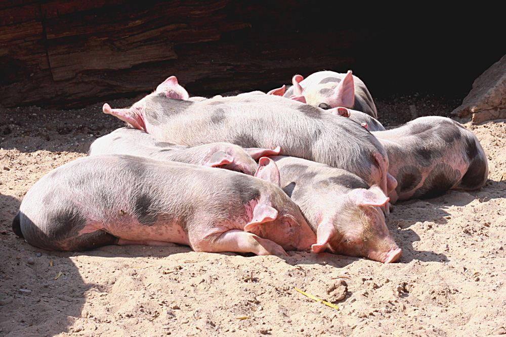 Welches Schweinderl hätten sie gern :-)