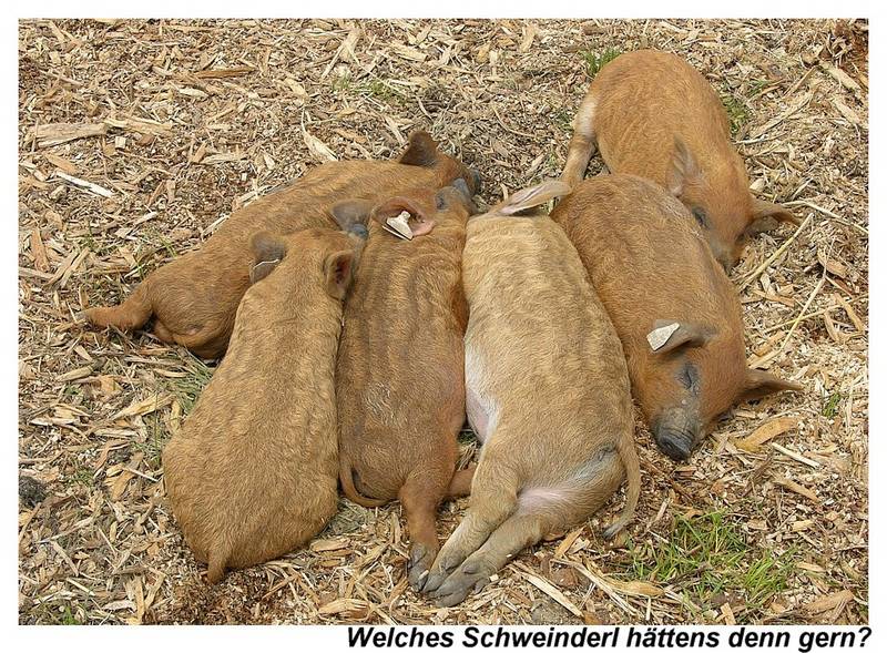 Welches Schweinderl hättens denn gern ?