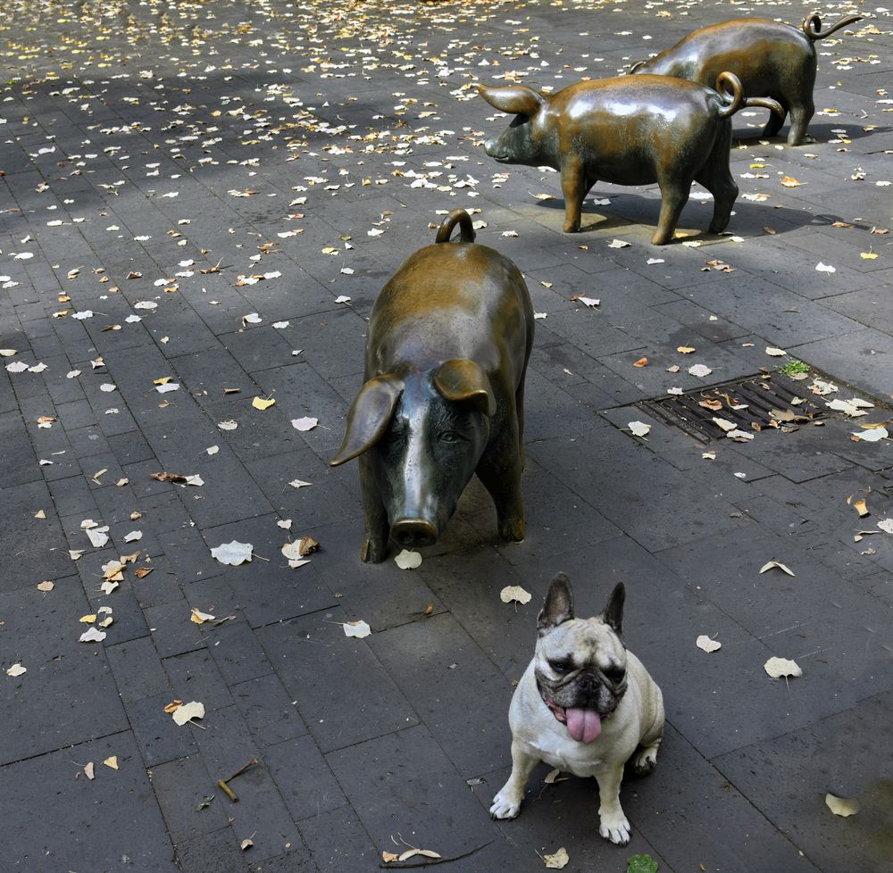 Welches Schweinderl hättens denn gern 