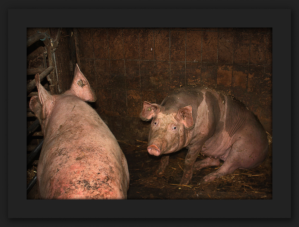 Welches Schweinderl hätten's gern????????