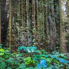 Welchman Hall Gully Barbados