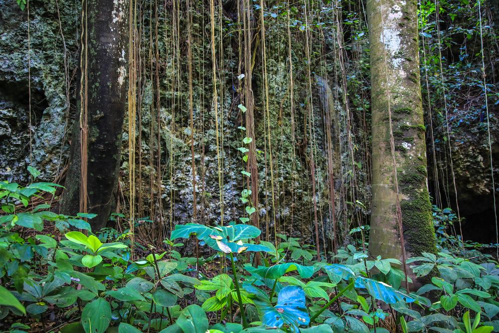 Welchman Hall Gully Barbados