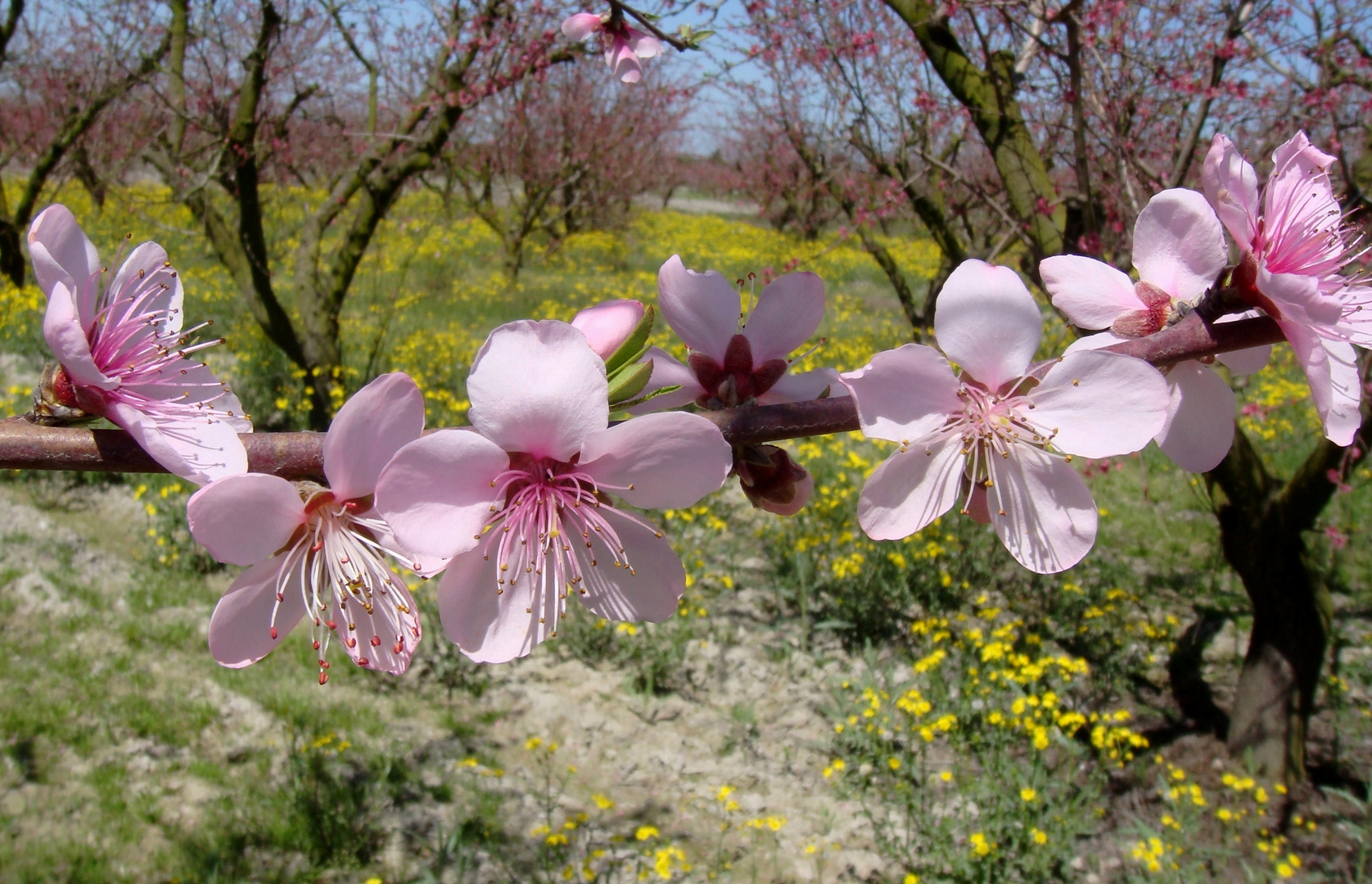 Welcome beautiful spring !