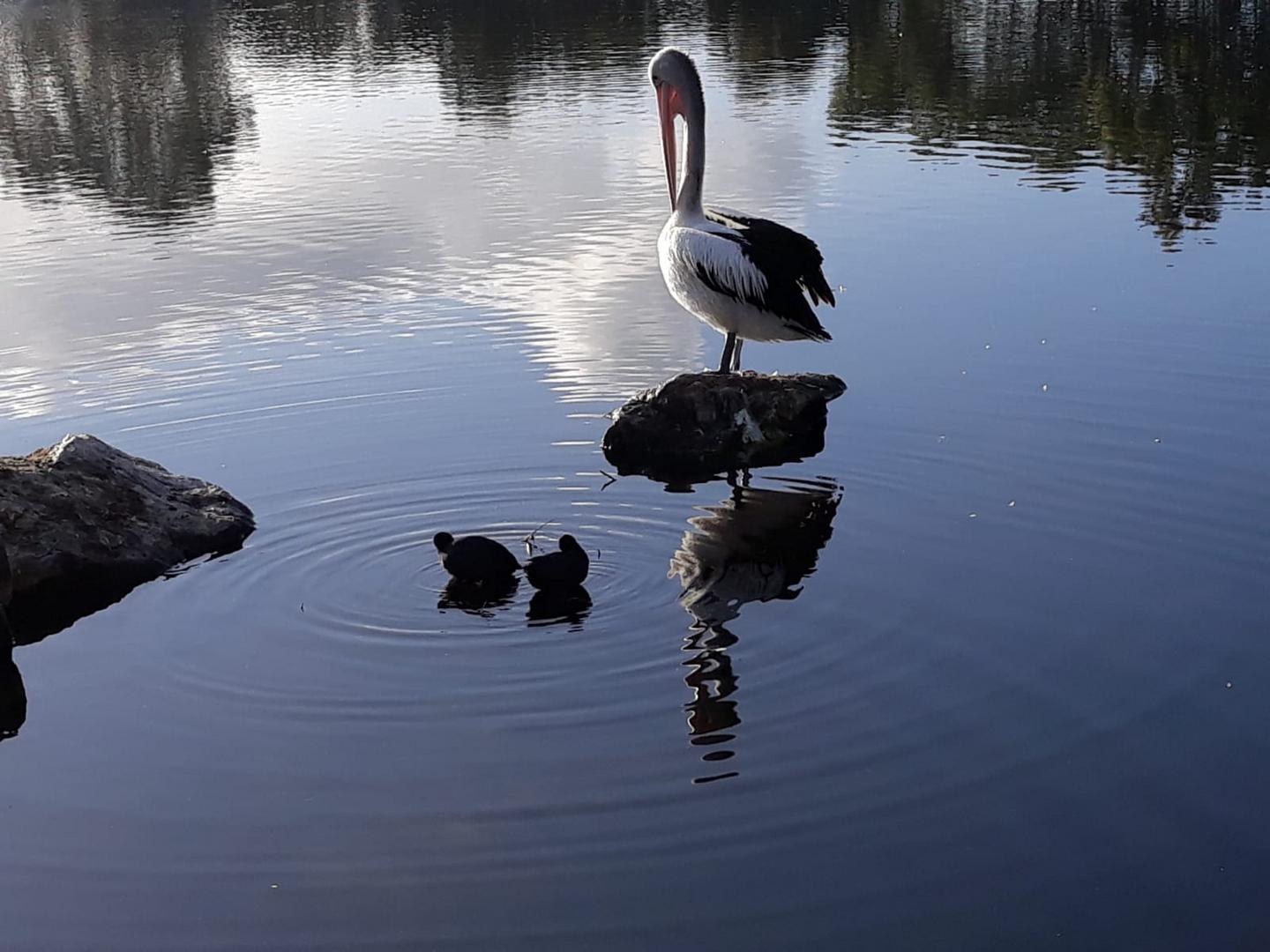 Welcome Mr Pelican 