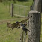 Welcome Swallow and chicks