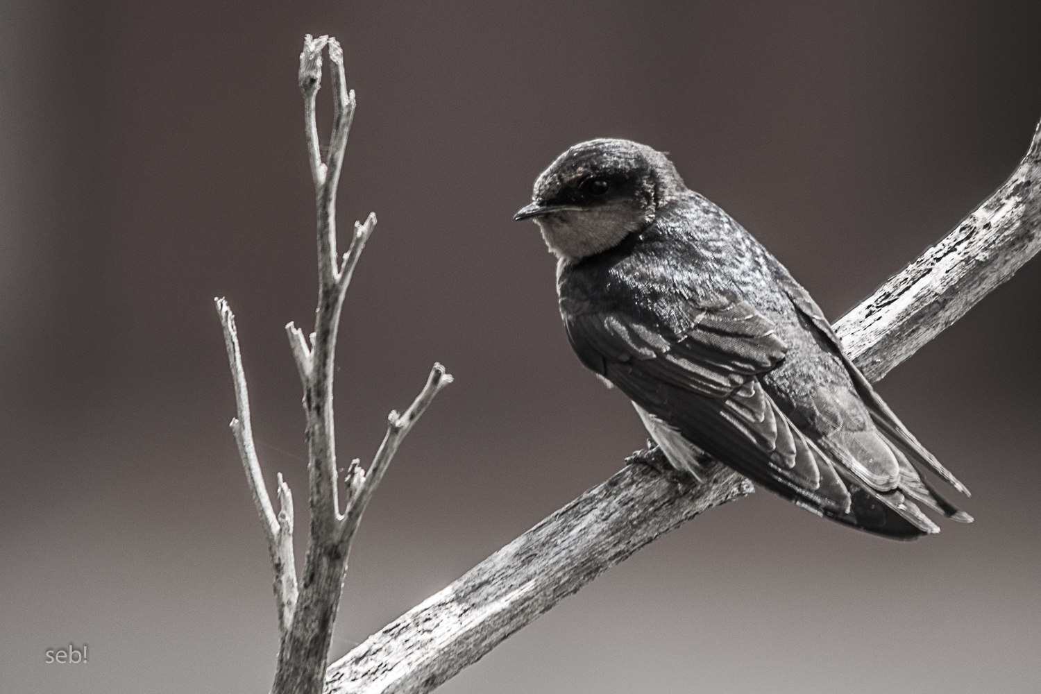 Welcome Swallow / Rauchschwalbe