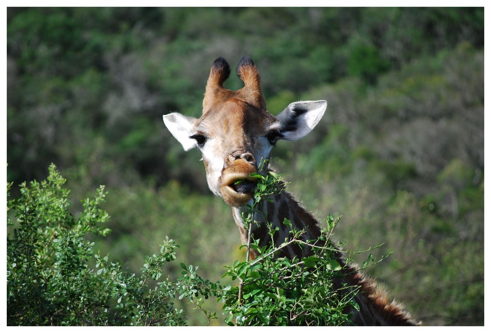 Welcome to Africa. [ Giraffe I ]