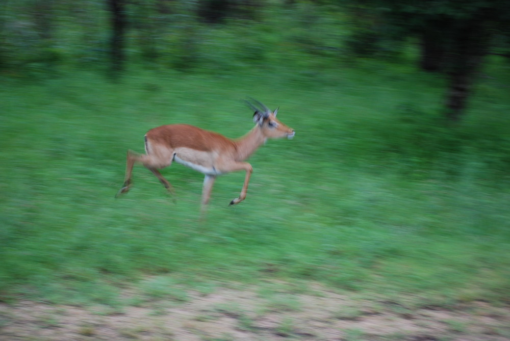 Welcome to Africa. [ on the run ]