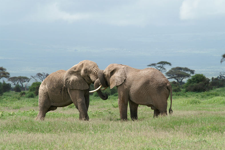 Welcome to Amboseli