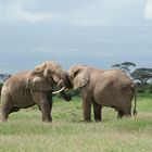 Welcome to Amboseli