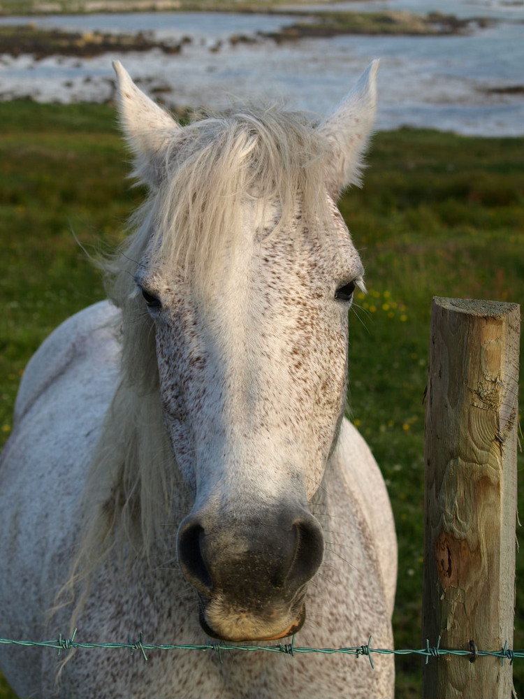 Welcome to Connemara