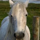 Welcome to Connemara