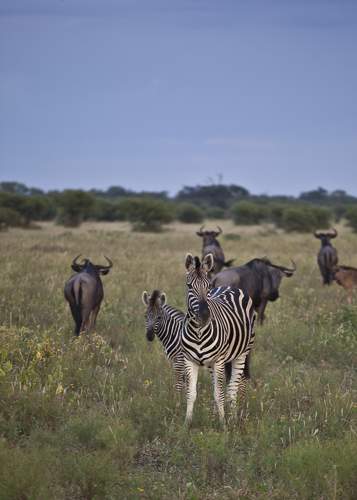 Welcome to Madikwe