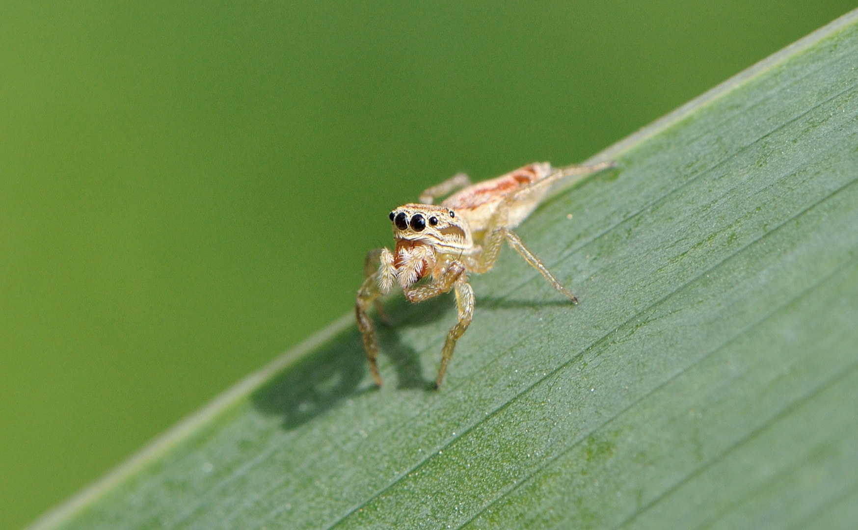 Welcome to my garden, Spider Jump .