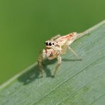 Welcome to my garden, Spider Jump .