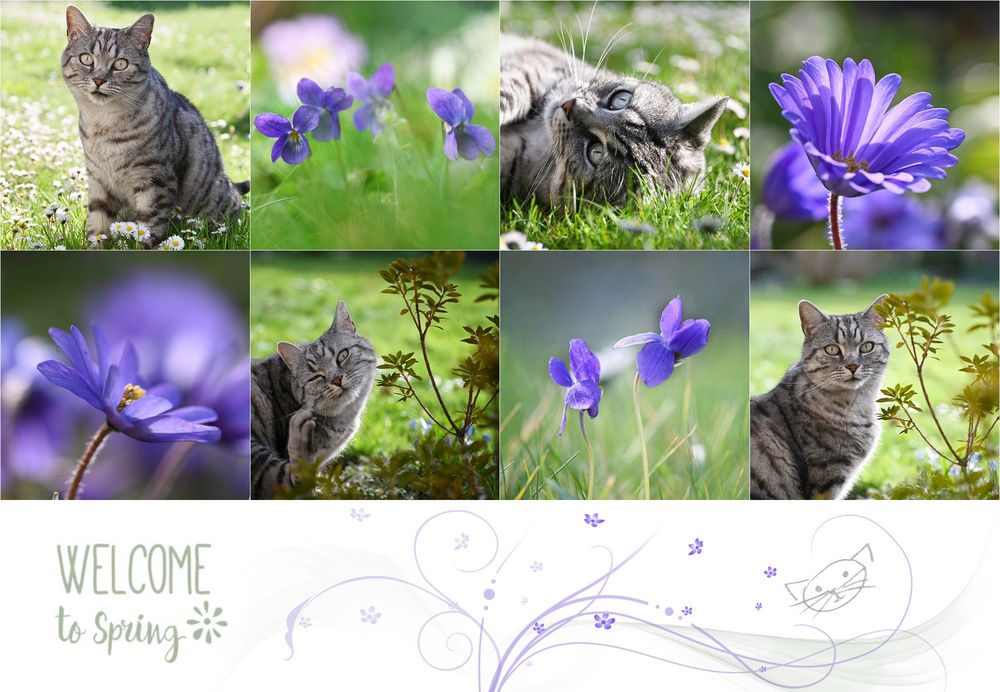 Welcome to Spring Foto & Bild | frühling, katze, blume Bilder auf ...