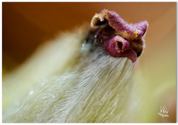 Welk - ausdrucksvoller Blütenstempel