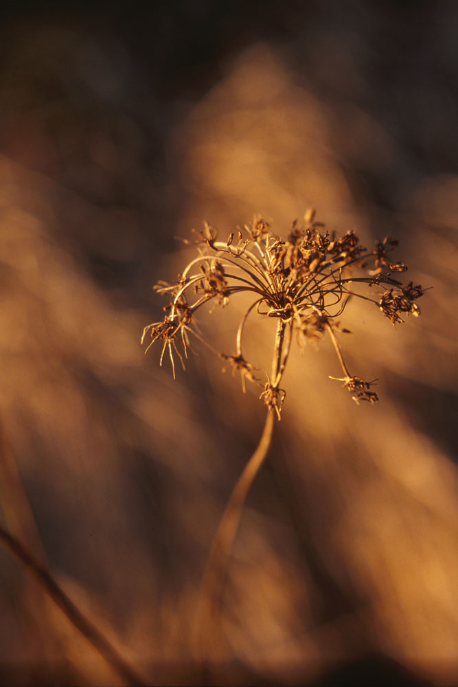 Welk erstrahlt im Abendlicht ...