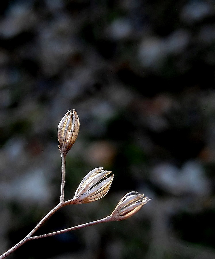 Welk im Licht