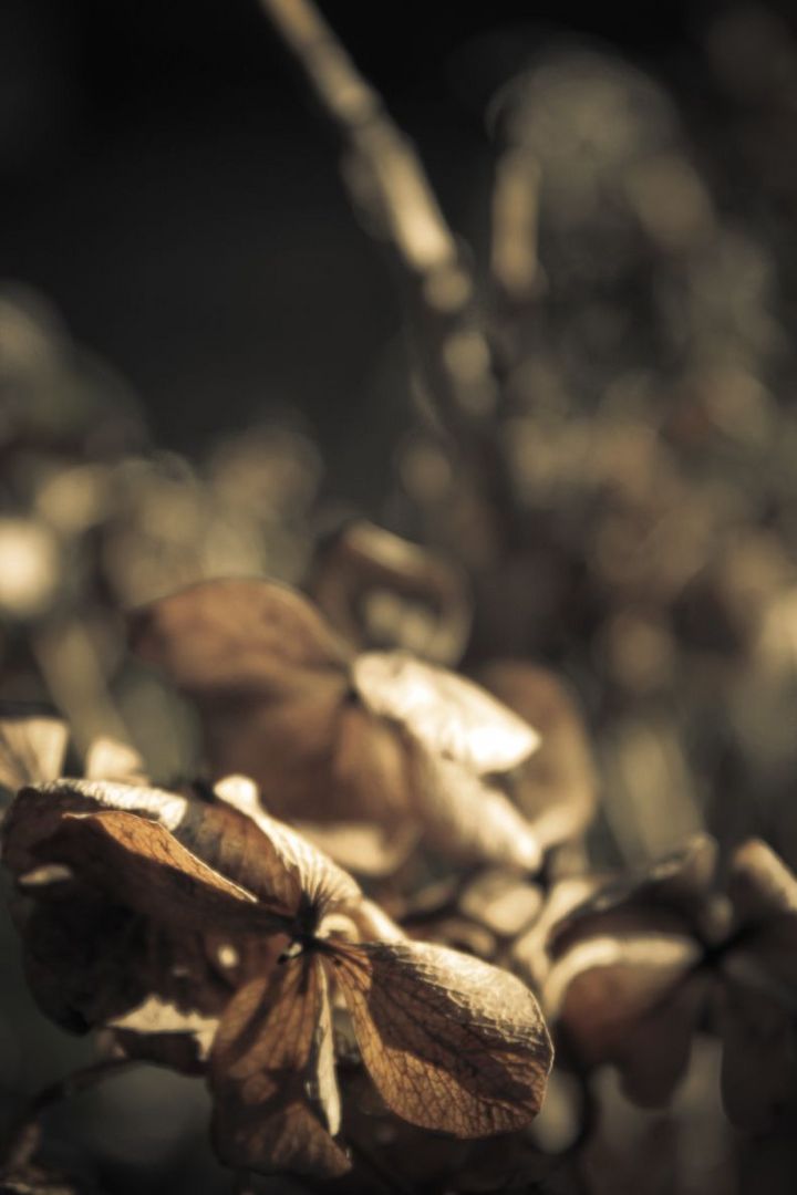 welke blüte im licht