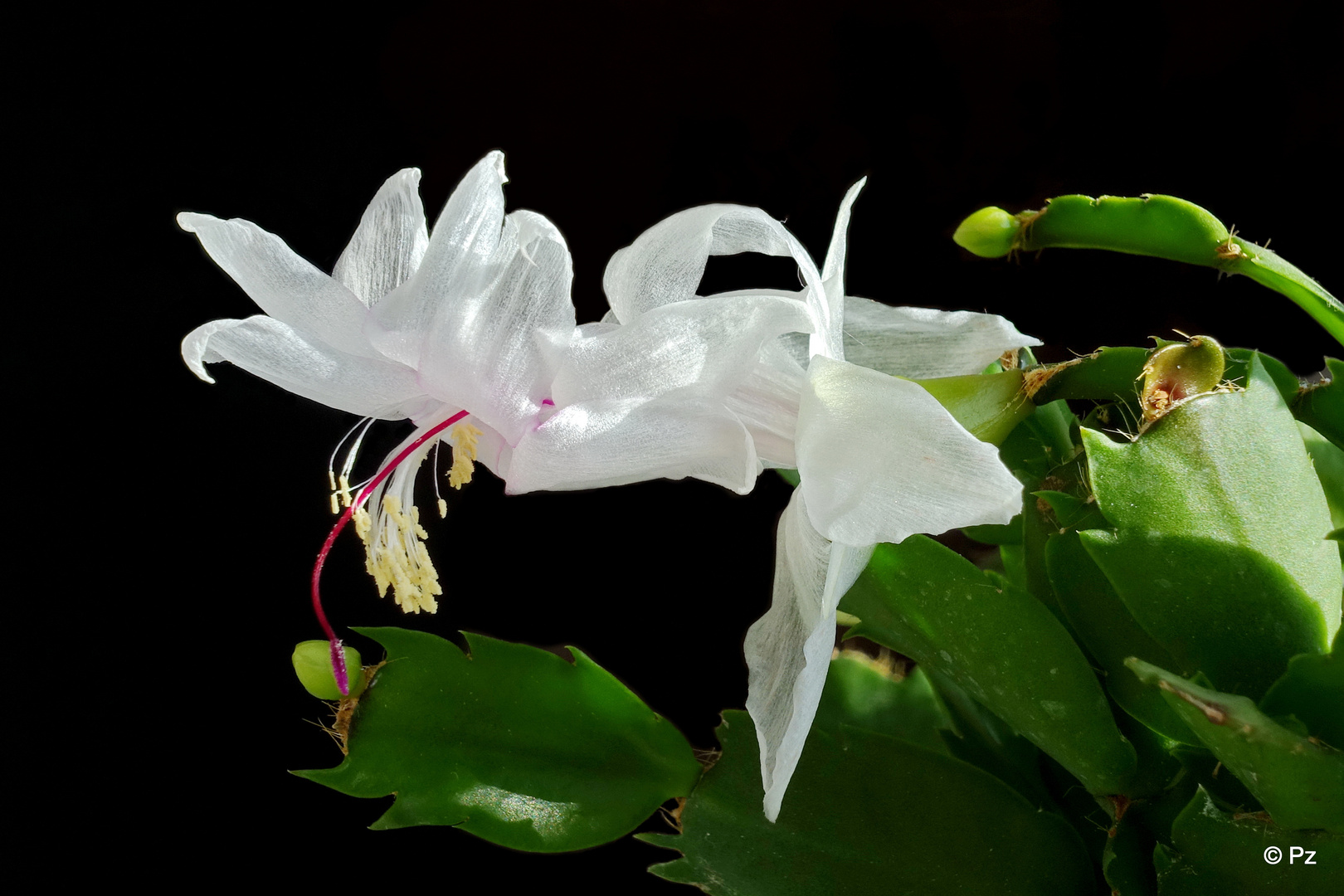 Welkende Schönheit einer weißen Gliederkaktusblüte ...