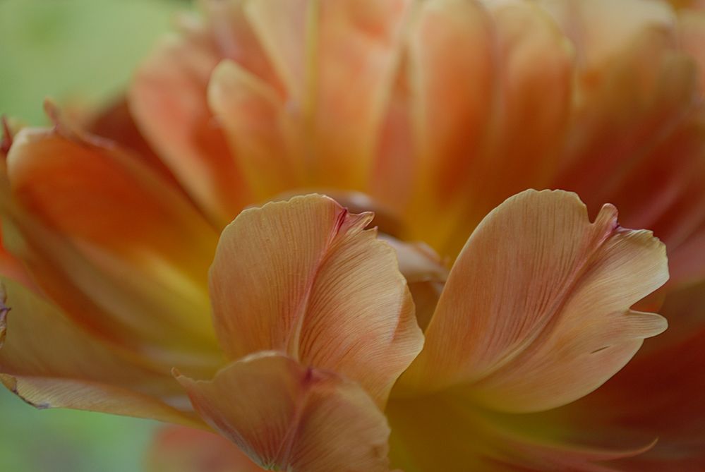 welkende Tulpe