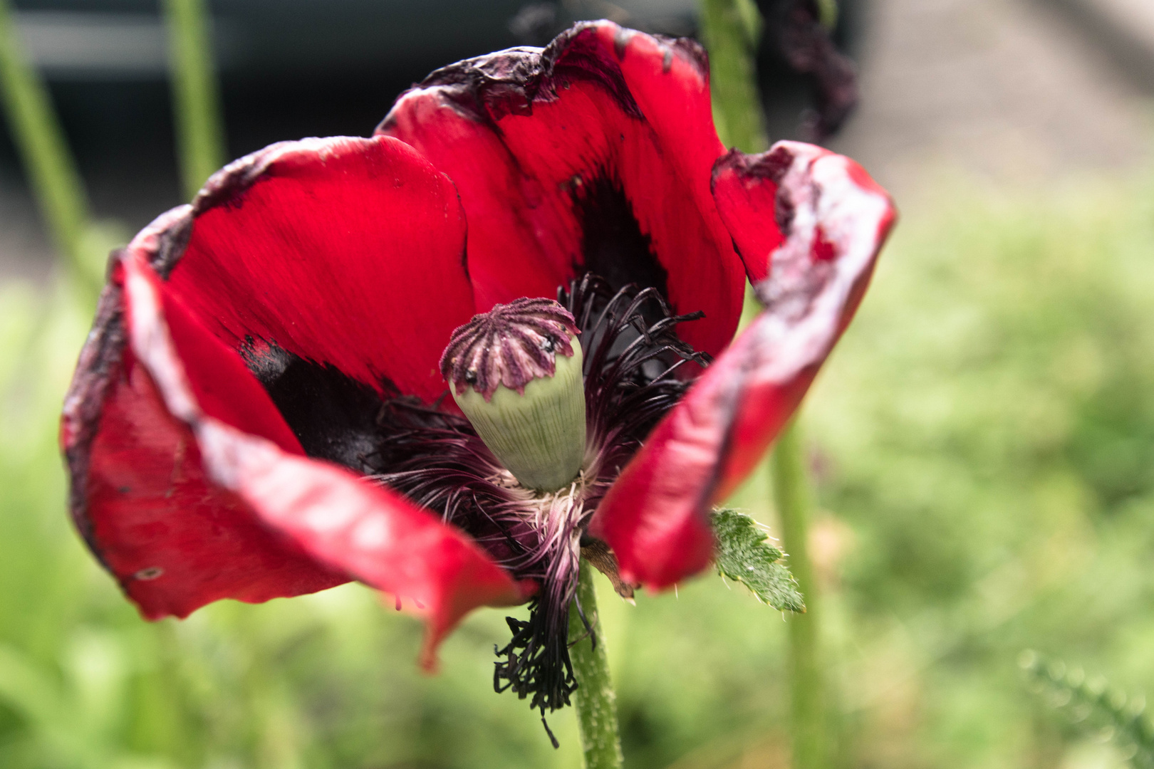 welkender dunkelroter Klatschmohn