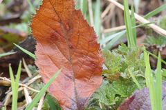 Welkes Blatt auf neuem Grün