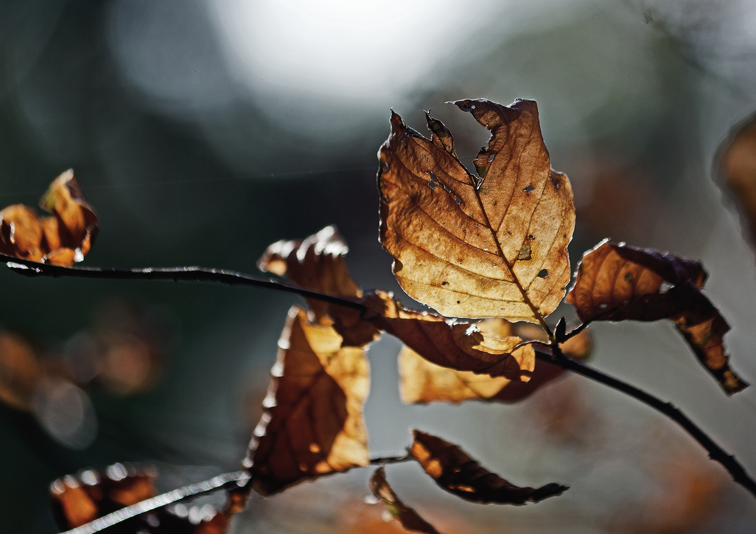 Welkes Blatt im Gegenlicht