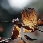 Welkes Blatt im Gegenlicht