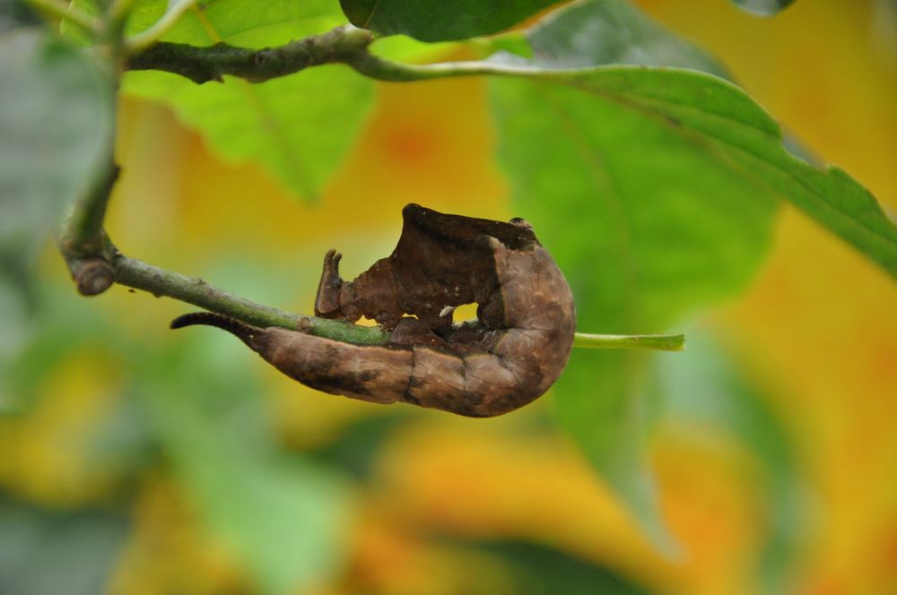 welkes Blatt oder Raupe Nimmersatt